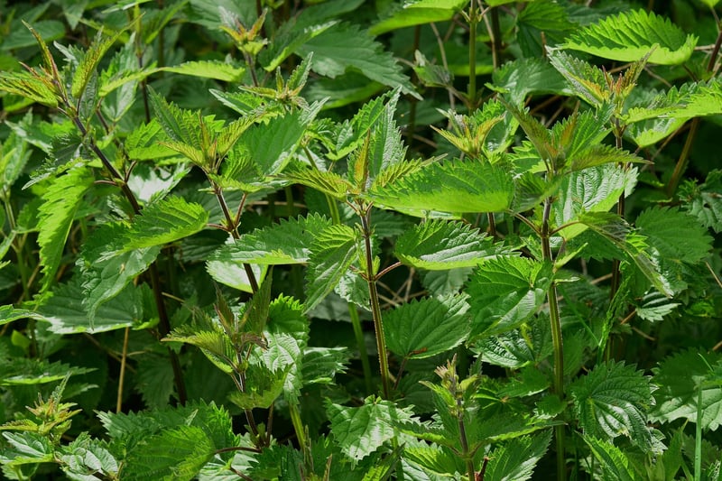 Vertical Herb Kits